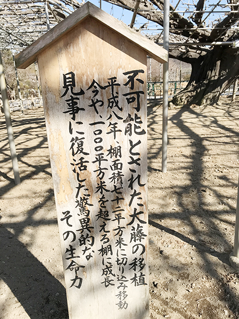 足利フラワーパークの大藤説明札