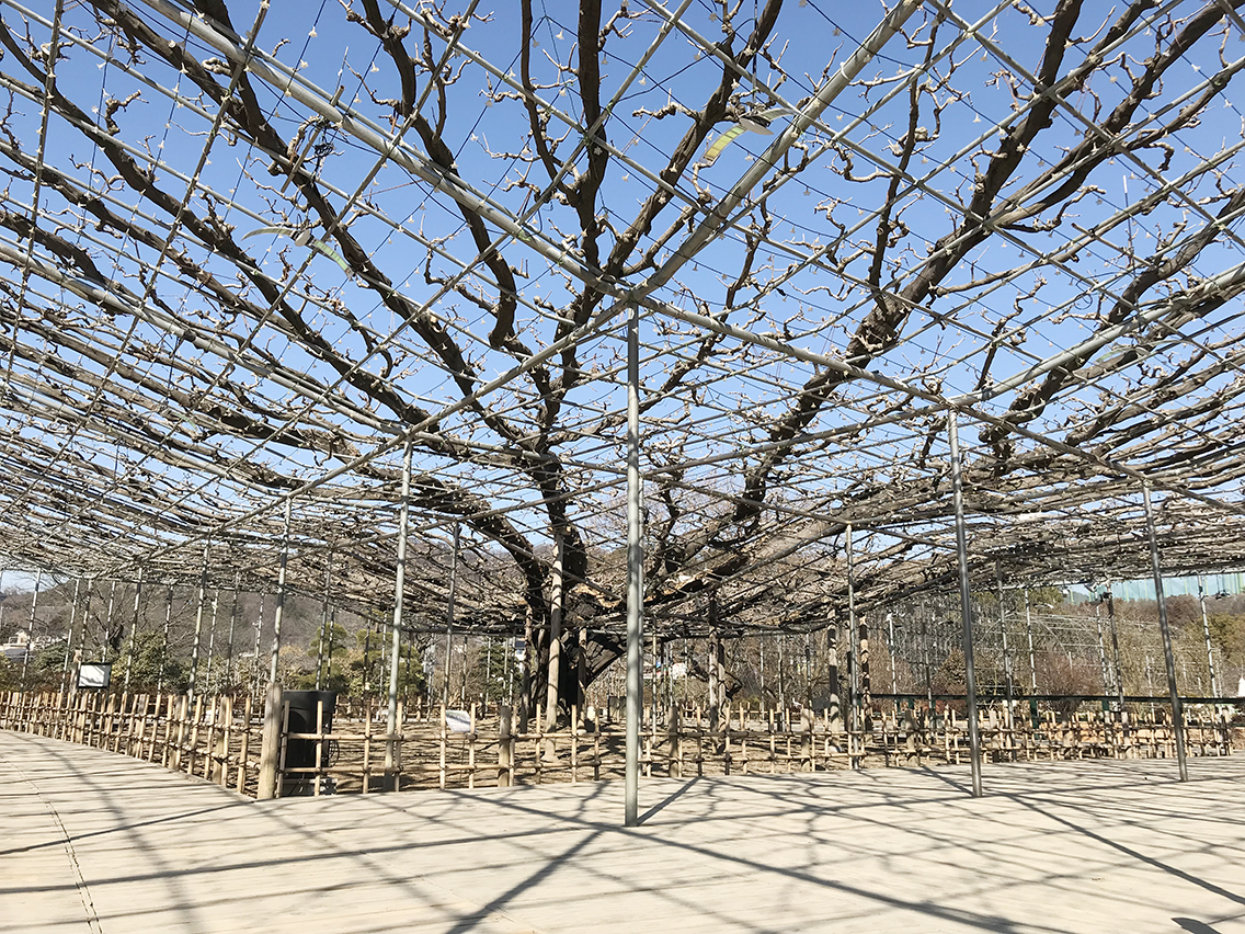 あしかがフラワーパークの大藤冬