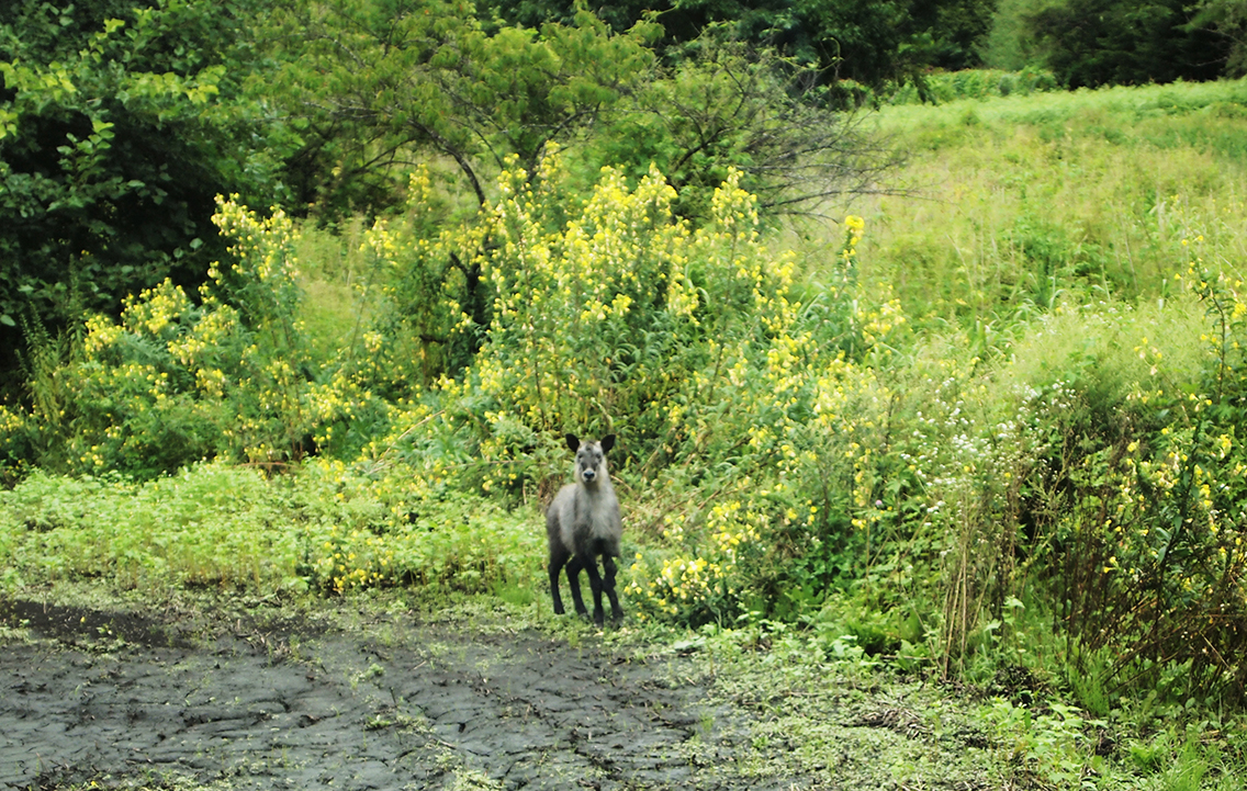 ニホンカモシカ