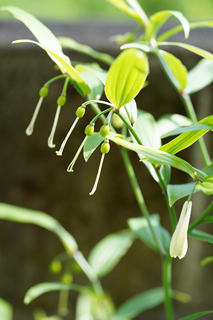 ホウチャクソウ花のあと