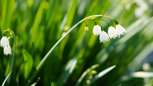 スノーフレーク