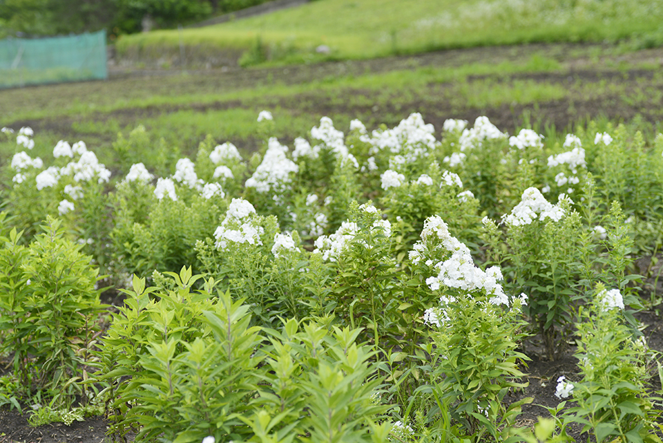 フロックスの畑