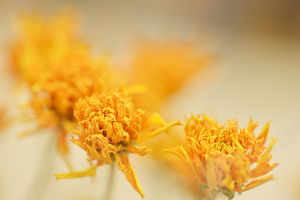 ヒメヒマワリドライ