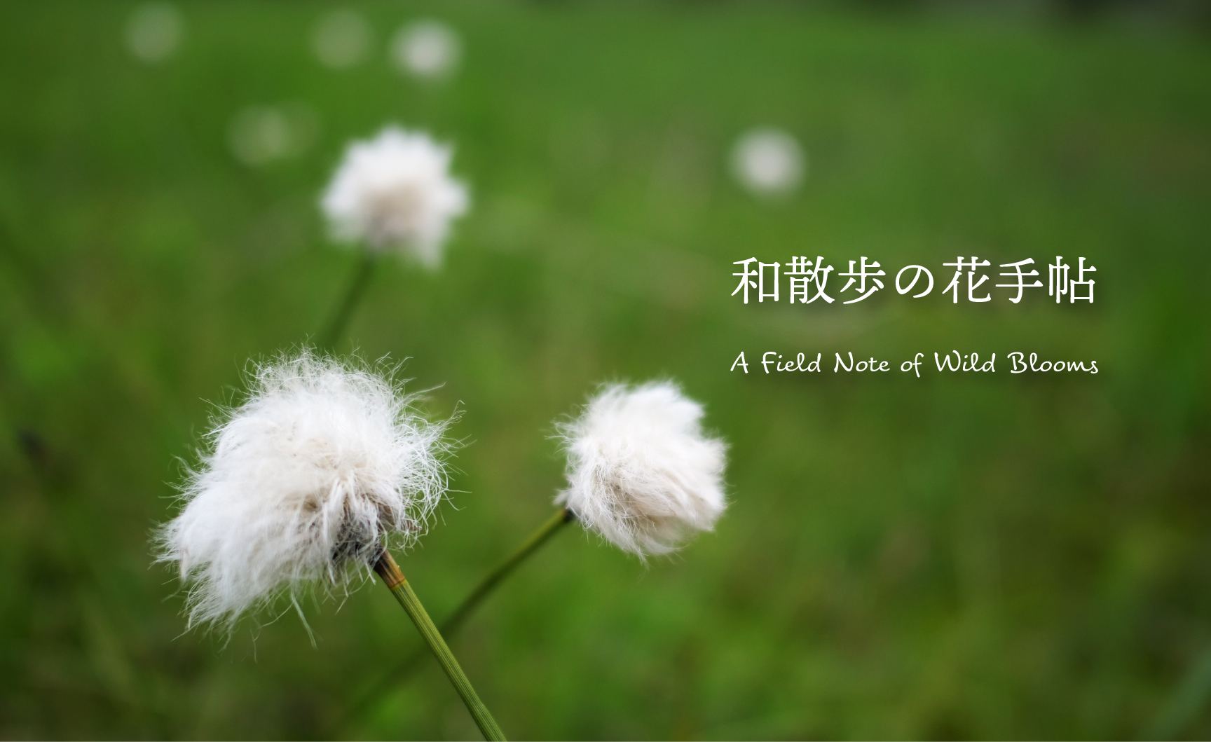 和散歩の花手帖