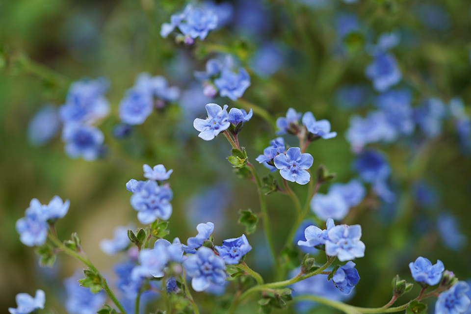 シノグロッサム