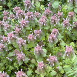 ヒメオドリコソウ