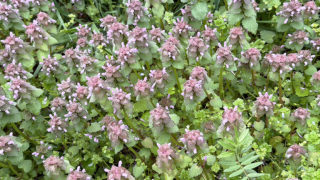 ヒメオドリコソウ