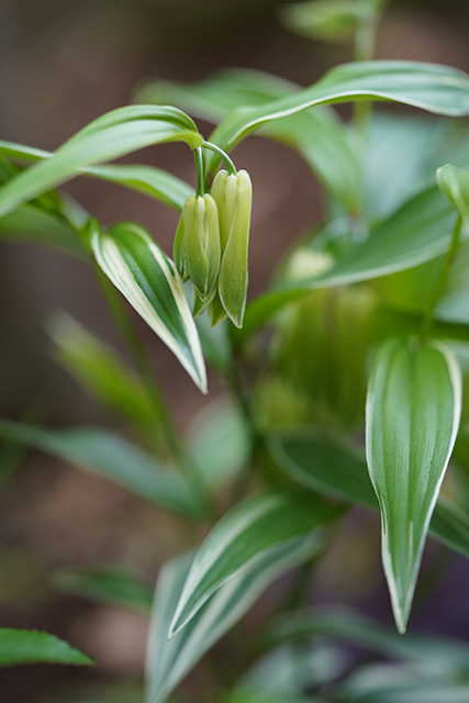 ホウチャクソウ斑入り