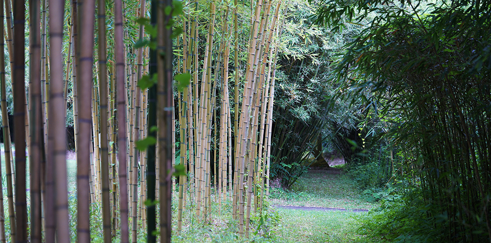 富士竹類植物園　日本唯一の竹の植物園