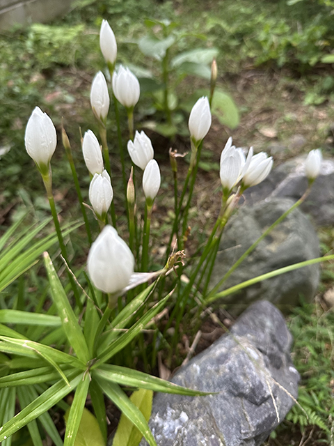 花が閉じている玉すだれ
