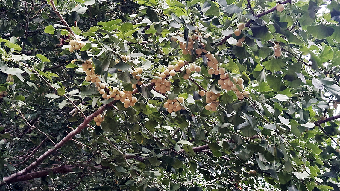 色つき始めた銀杏の実