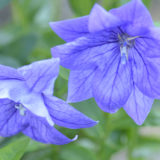 秋の七草である桔梗の花