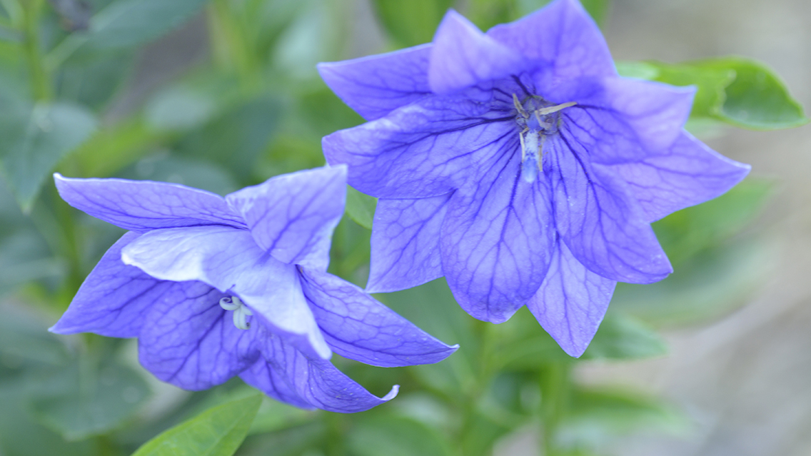 秋の七草である桔梗の花