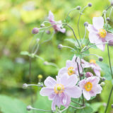 シュウメイギク