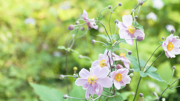 シュウメイギク