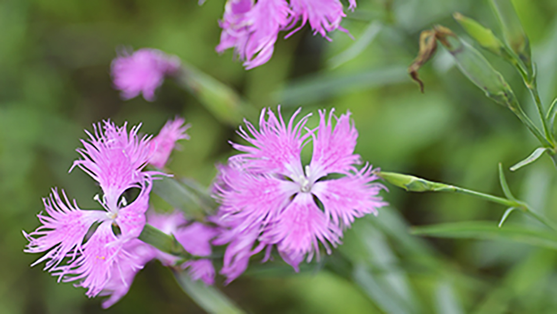 和の風情漂うカワラナデシコの花
