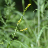 野山に咲く金水引の黄色いお花