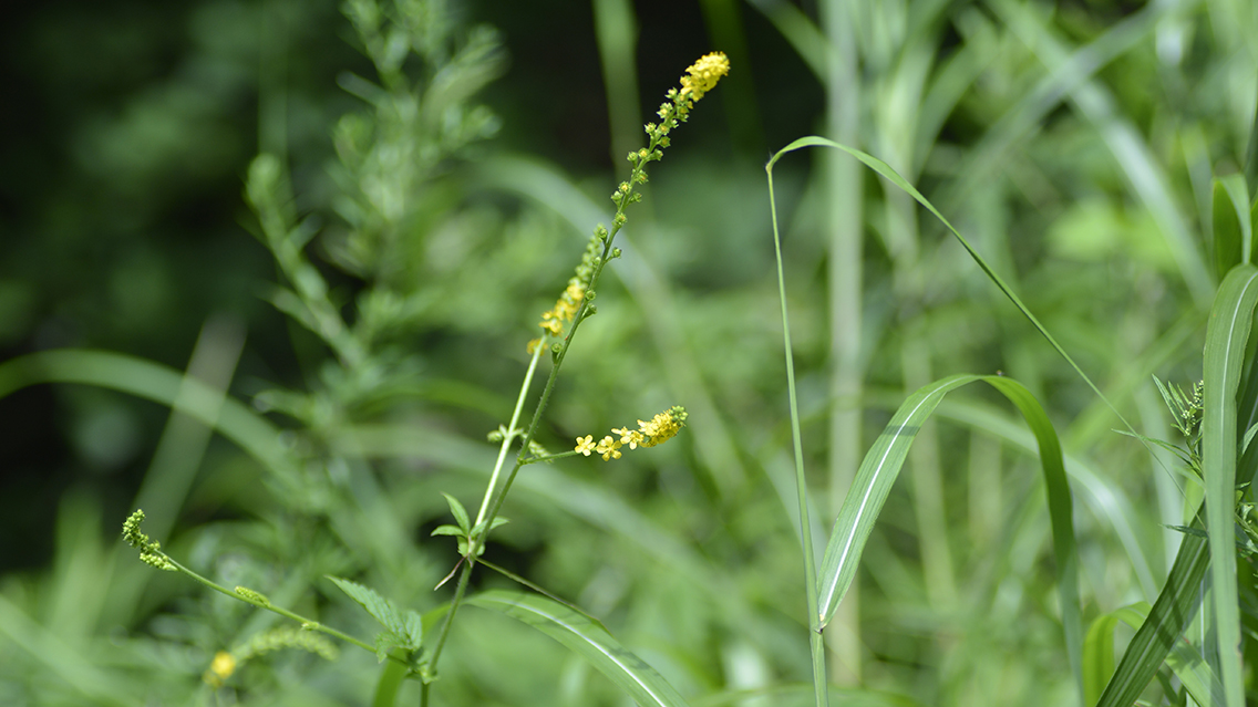 野山に咲く金水引の黄色いお花