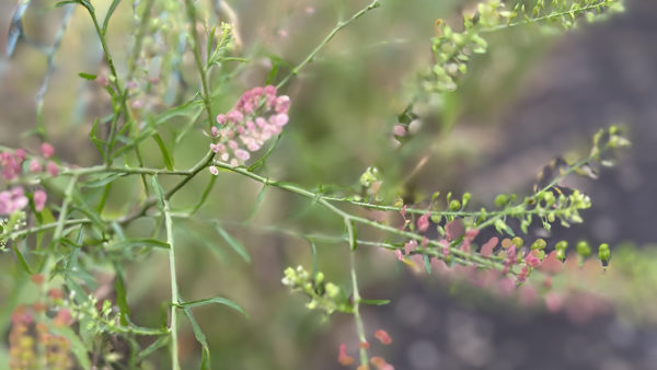 マメグンバイナズナ
