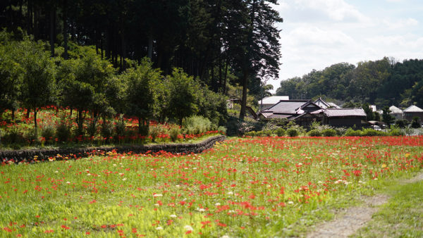 青梅・塩船観音寺の彼岸花 ― ハイキングも楽しめるリフレッシュ時間