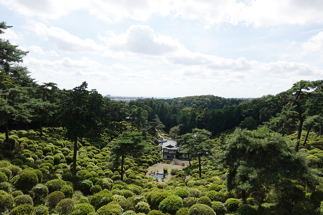 つつじの葉っぱが形どる緑のコントラスト
