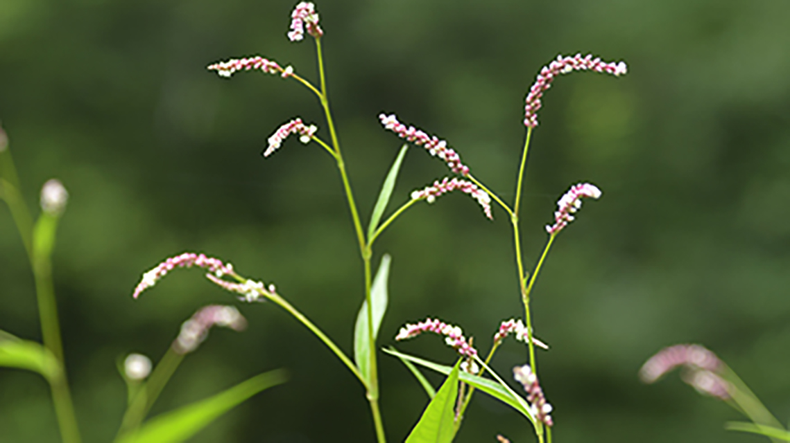 秋の空の下で咲くタデ