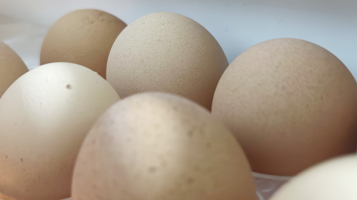 週に一度のたまご