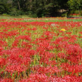 塩船観音寺の彼岸花