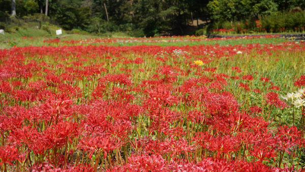 静かな秋の彩り ― 塩船観音寺の彼岸花
