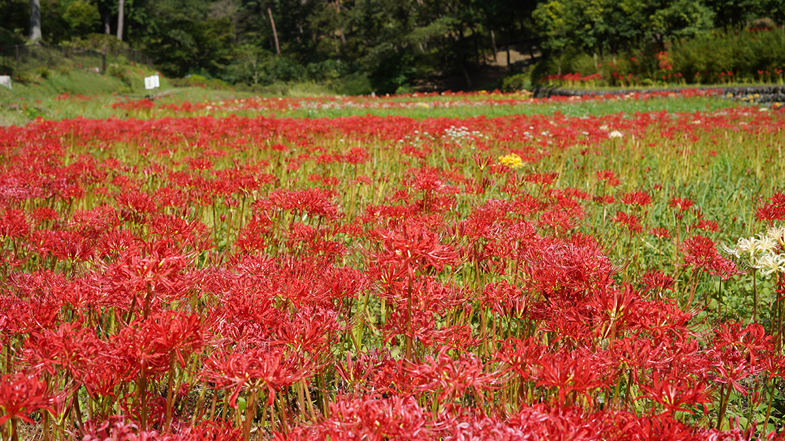 塩船観音寺の彼岸花
