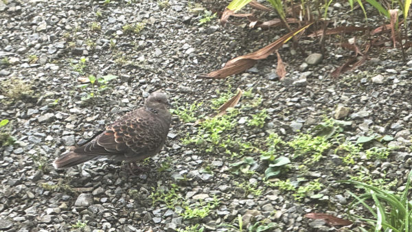 鳥さんメモ　キジバト