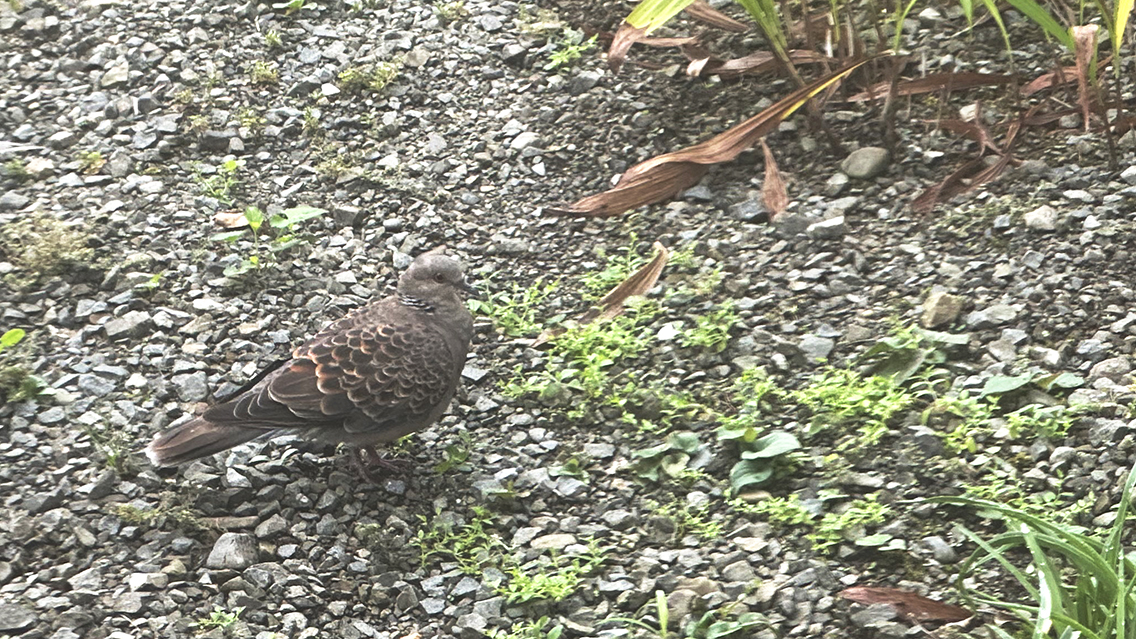 家に来るキジバト