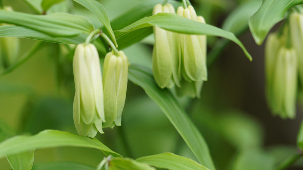 ホウチャクソウ