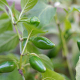 たぶんピーマン