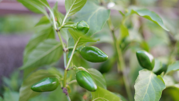 たぶんピーマン