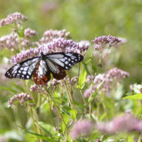 アサギマダラとフジバカマの秋