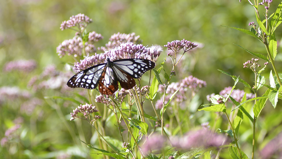 アサギマダラがフジバカマに戯れる