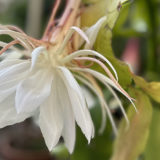 半開きの月下美人