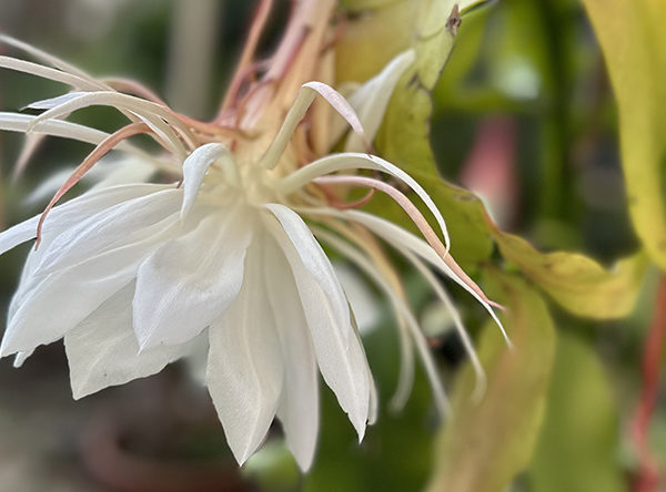 半開きの月下美人