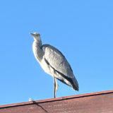 近所の屋根の上に止まっているサギ