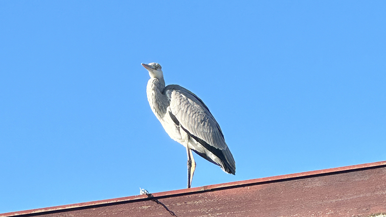 近所の屋根の上に止まっているサギ