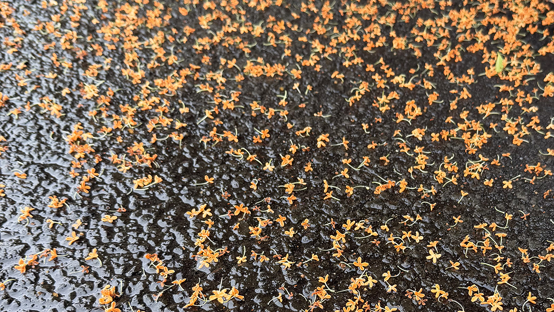 雨上がりの濡れた道路に散った金木犀の花が、鮮やかなオレンジ色で輝いている様子。