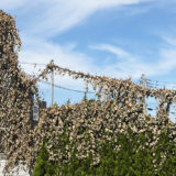 枯葉が怪獣のように見える