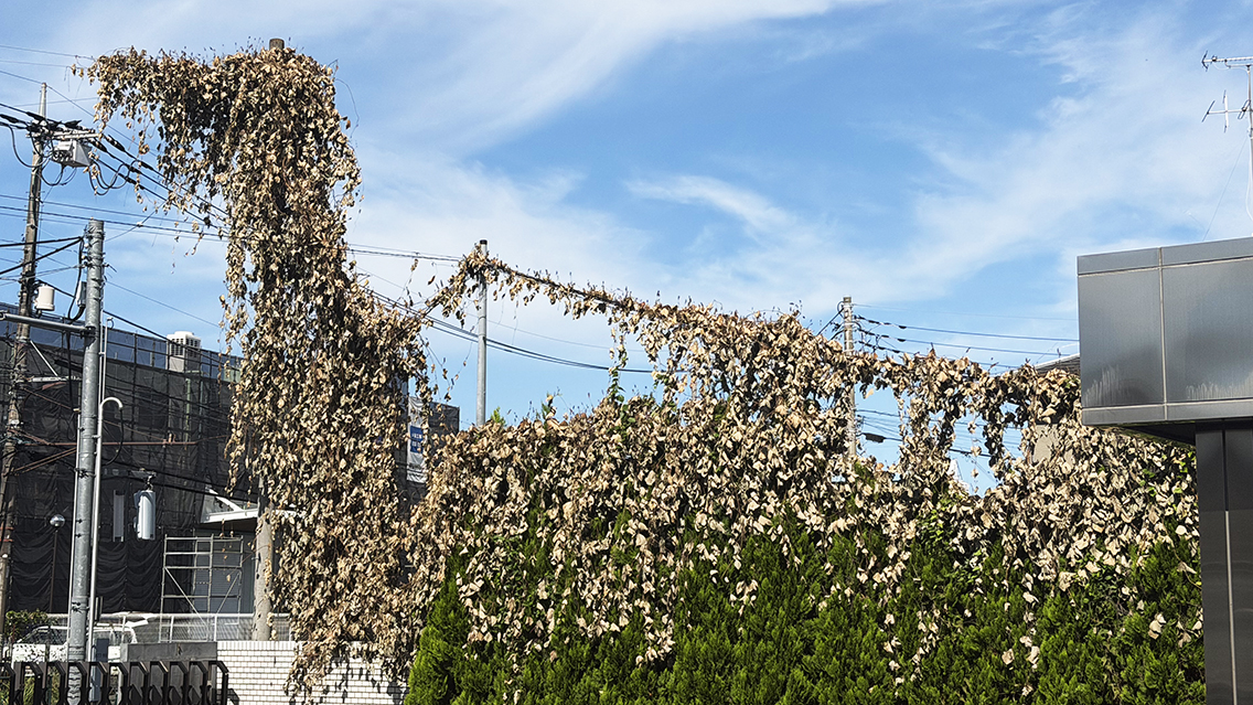 枯葉が怪獣のように見える