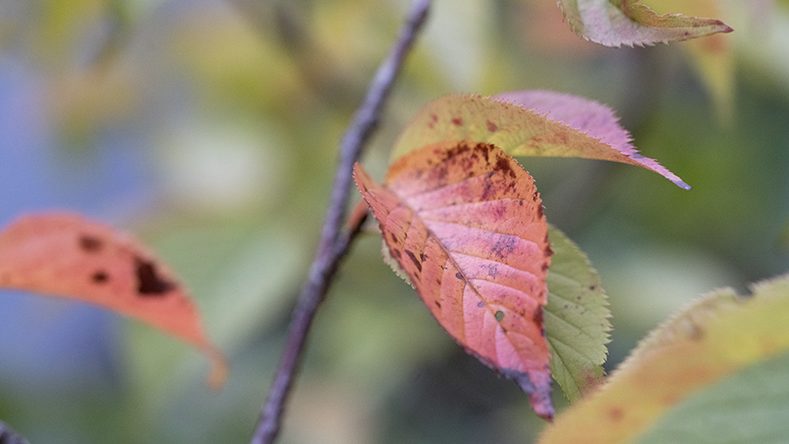庭の桜の木色づき始めました