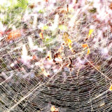 雨の翌朝に光る蜘蛛の巣