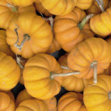 オレンジ色の小さなハロウィン用カボチャがたくさん並んでいる。形や大きさが少しずつ異なり、秋らしい温もりを感じる。