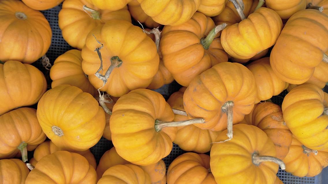 オレンジ色の小さなハロウィン用カボチャがたくさん並んでいる。形や大きさが少しずつ異なり、秋らしい温もりを感じる。