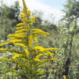 セイタカアワダチソウ