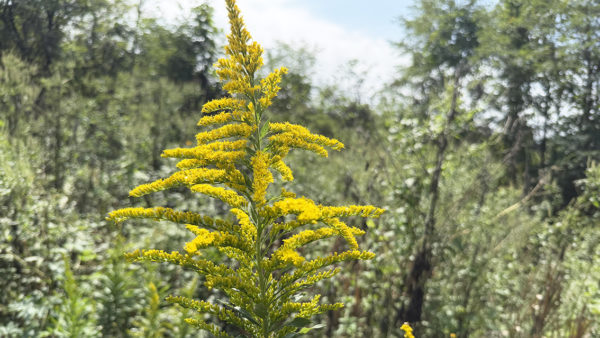 セイタカアワダチソウ